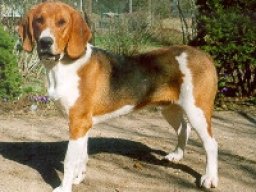 chien_courant_destonie_20211129_1452385043